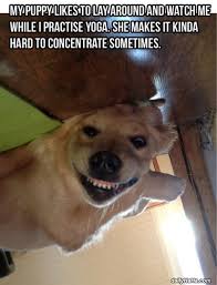 The Friday Funny Downward Dog Funny Dogs Funny Animals Puppies Funny