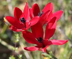 Image result for Babiana bainesii