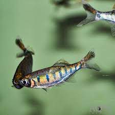 The identities of barilius canarensis and b. Canarensis Hill Trout Barilius Canarensis Aqua Imports