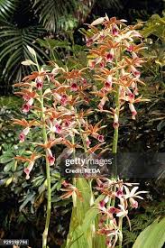 Image result for Phaius occidentalis