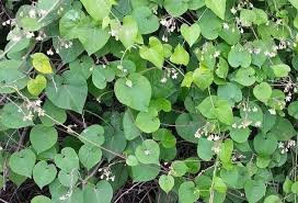 Image result for Pergularia