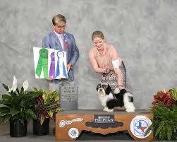 She joins her mother matilda in retirement as she had her last litter in. Delightful Havanese Home