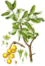 Image result for Agelanthus unyorensis