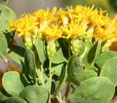 Image result for Syncolostemon bracteosus