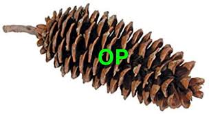 Did anyone inform OP that they are a pinecone