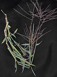 Image result for Digitaria setifolia