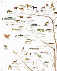 Tree Of Life Evolution Trees Evolution Life Tree Trees Evolution Life Tree Trees Treesevolution In 2020 Tree Of Life Evolution Tree Of Life Artwork Tree Artwork