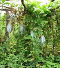 Image result for Telfairia occidentalis