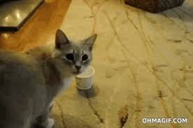 This Kitty Who Just Wanted Some Yogurt For Breakfast Crazy Cats Cats Funny Cats
