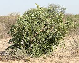 Image result for Philenoptera nelsii