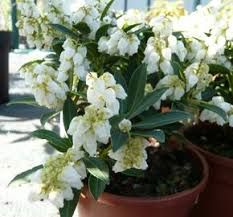 Image result for Pieris japonský little heath obrázek