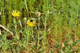 Image result for Hirpicium bechuanense