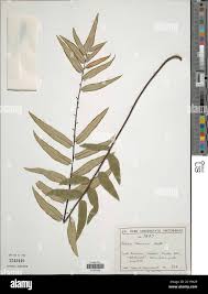 Image result for Pellaea doniana