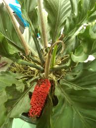 Bunga Gelombang Cinta Bunga Gambar Menggambar Bunga