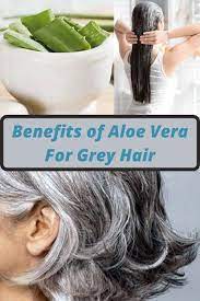 And it can also be. Aloe Vera For Grey Hair Benefits Recipes Helth