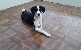 List of 23 subreddits under the sissy category. Junghunde