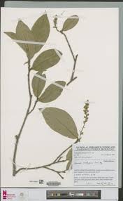 Image result for Thecacoris trichogyne