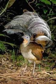 Bird That Sounds Like A Car Alarm Uk Ariel Heller Australian Birds Pet Birds Nature Birds