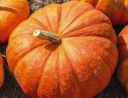 You can prepare the soil in early the ground needs to drain water well. How To Grow Pumpkins Thompson Morgan