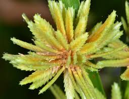 Image result for Eragrostis congesta