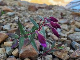 Image result for Crassocephalum radiatum