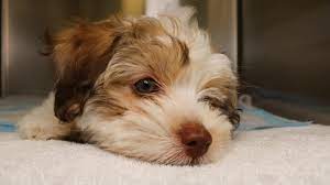 What Toxins Can Cause Seizures In Dogs Southeast Veterinary Neurology