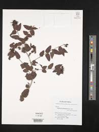 Image result for Jasminum breviflorum