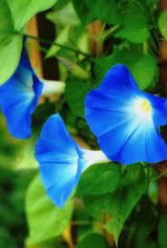 Growing Morning Glories How To Grow Morning Glory Flowers Morning Glory Flowers Morning Glory Plant Blue Morning Glory