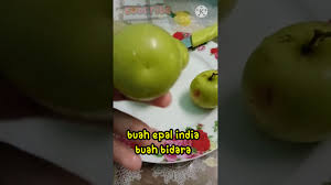 Adapun, jenis antioksidan yang terdapat dalam buah bidara adalah, flavonoid, polisakarida, dan. Manfaatbuahbidara Bidarafarms Buah Epal India Buah Bidara Boleh Halau Hantu Bidarafarms Mokcik93 Youtube