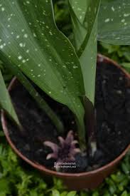 Image result for Kořenokvětka Aspidistra