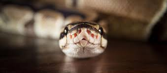 Występuje w kilkudziesięciu odmianach barwnych, na rynku. Waz Hodowla W Domu Gatunki Hodowlane Co Jedza Weze Ile Zyja Jak O Nie Dbac Urzadzamy Pl