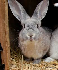 Unless you really truly want what a bunny really is. Bunny Treats For Your Pet Rabbits Timber Creek Farm