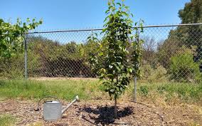 Peaches and nectarines are easy to grow. How Much To Water A Fruit Tree In Southern California Roughly Greg Alder S Yard Posts Southern California Food Gardening