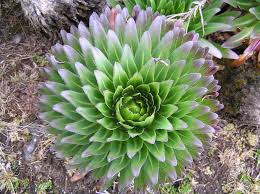 Image result for Lobelia chireensis