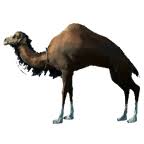 Up to 4 tiers obtained via pet exchange (aka pet breeding). Bdo Deep Brown Camel Bddatabase Net Us Mount 9081