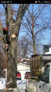 Paul's tree service is a tree services specialist based in manchester. Paul S Tree Service Home Facebook