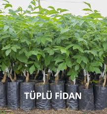Ülkemizde bir bilinmeyen konu bonsai tohumu.öncelikle bonsai tohumu diye bir şey yoktur. Fidan Ve Cicekler Ne Zaman Dikilir