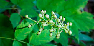 Image result for Pouchetia baumanniana