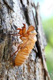 It should be noted that all of these images are several years old, however, and do not. Close Up Cicada Shell Which Leave On The Tree Stock Photo Picture And Royalty Free Image Image 13799527