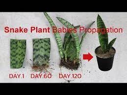 How To Propagate Snake Plantㅣsnake Plant Propagation From Leafㅣsnake Plant Propagation Youtube Propagating Plants Plants Snake Plant