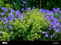 Image result for Alchemilla johnstonii