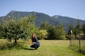 The best holes for fruit trees are dug to fit the diameter and shape of the individual tree's roots. When And How To Plant Fruit Trees Laptrinhx News