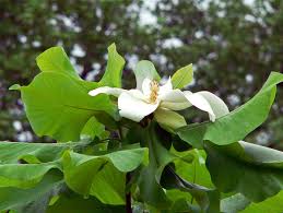 The green of the leaf has slight moisture and is nitrogen rich while the brown velvety underside is dry and carbon growing to just 40 feet tall, the umbrella magnolia has big, showy flowers, but it lacks the sweet fragrance of the southern variety. Magnolia Ashei Dwarf Bigleaf Magnolia For Sale