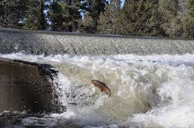 Oncorhynchus mykiss walbaum, 1792 salmonidae. The Eagle Lake Trout Back From The Brink Mountain Valley Living