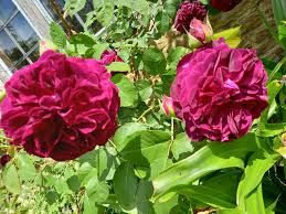 Gertrude jekyll wrote her many gardening. Munstead Wood Godalming Updated 2021 All You Need To Know Before You Go With Photos Tripadvisor