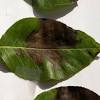 Keep the disease at bay with good growing practices, removing. Https Encrypted Tbn0 Gstatic Com Images Q Tbn And9gctkqisxiqfoax23siqkd82aqipcaymydexo6k9fizhaxhmdi6so Usqp Cau