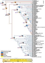 Image result for Mimosa mossambicensis