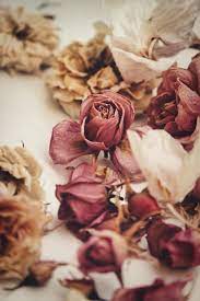We did not find results for: 5 Best Ways To Dry Roses So They Last Forever The Smell Of Roses The Smell Of Roses