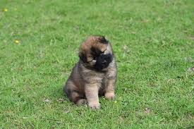 Hey guys, are you looking for names for brown dogs?do you want amazing brown and black dog names for your male and female puppy? Dog Puppy Eurasier Puppy Bitch Popcorn Young Dog Sitting Eurasier Black Mask Black Truffle Canine Doggy Fur Brown Pxfuel