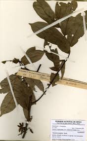 Image result for Uvariodendron